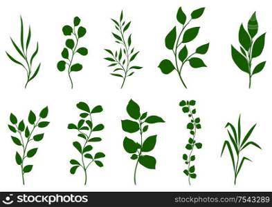Set of sprigs with green leaves. Decorative natural plants.. Set of sprigs with green leaves.