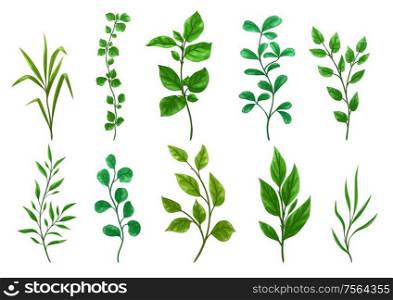 Set of sprigs with green leaves. Decorative natural plants.. Set of sprigs with green leaves.