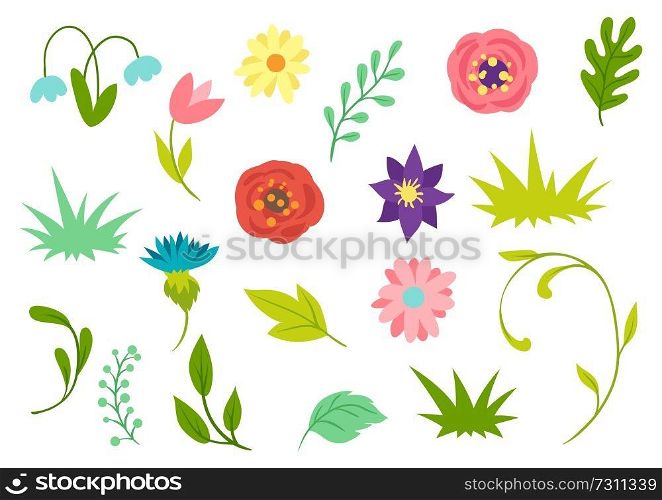 Set of spring flowers. Beautiful decorative natural plants, buds and leaves.. Set of spring flowers. Beautiful decorative natural plants.