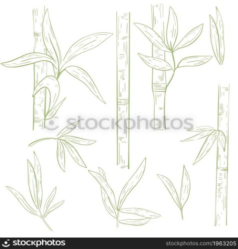 Set of stems of bamboo leaves hand engraving, vector illustration. Collection tropical grass, sketch. Asian botanical elements, ecological material.. Set of stems of bamboo leaves hand engraving, vector illustration.