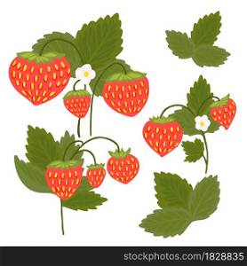 Set of strawberries with foliage and flowers isolated from the background. Kit of vector nature clipart for stickers, menus and postcards. Hand drawn flat berries on bushes and leaves.. Set of strawberries with foliage and flowers isolated from the background. Kit of vector nature clipart for stickers, menus and postcards.