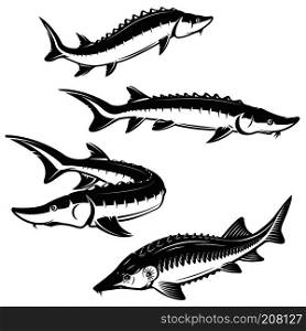 Set of sturgeon fish illustrations on white background. Design element for logo, label, emblem, sign. Vector illustration