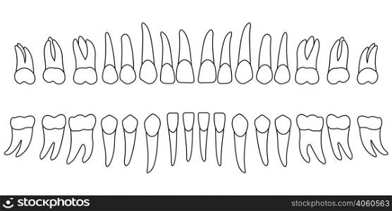 Set of teeth, diagram front side of tooth of an adult, chart, vector illustration for print or design dental website