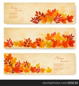 Set of three nature banners with colorful autumn leaves. vector