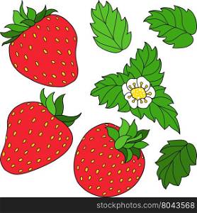 Set of three red ripe strawberry, green leaves and white flower. Vector illustration.