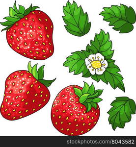 Set of three red ripe strawberry, green leaves and white flower. Vector illustration.