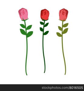 Set of three roses of different colors on a white background. Vector illustration of flowers&#xA;