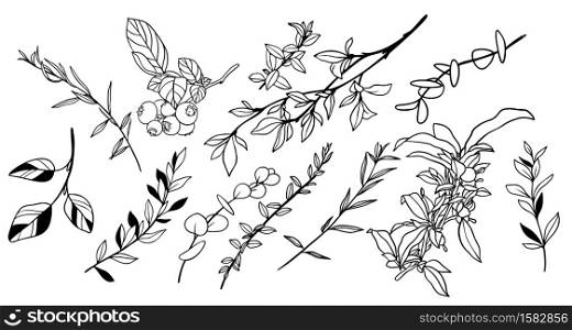 Set of tiny greenery and foliage, leaves, branches, herbs, hand drawn vector illustration, line art.