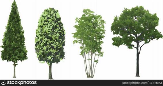 Set of trees isolated. Vector