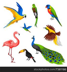 Set of tropical exotic birds. Wild fauna of jungle and rainforest.. Set of tropical exotic birds.
