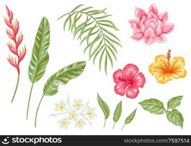 Set of tropical flowers and leaves. Decorative exotic foliage, palms and plants.. Set of tropical flowers and leaves.