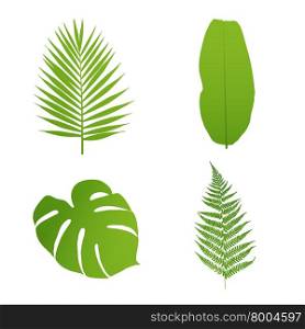 Set of tropical leaves. Palm,banana,fern,monstera. Vector illustration.
