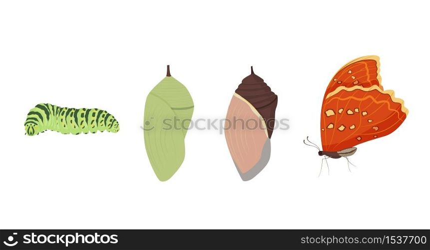 Set of various cartoon butterfly transformation vector graphic illustration. Collection of different insect metamorphosis developmental cycle from egg to adult isolated on white background. Set of various cartoon butterfly transformation vector graphic illustration