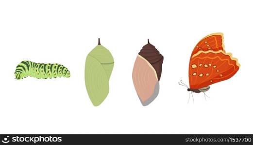 Set of various cartoon butterfly transformation vector graphic illustration. Collection of different insect metamorphosis developmental cycle from egg to adult isolated on white background. Set of various cartoon butterfly transformation vector graphic illustration