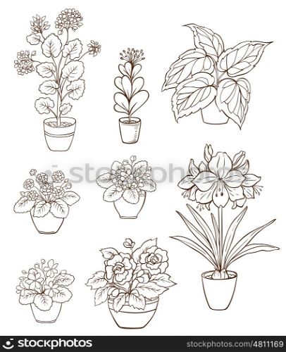 Set of various houseplants on a white background. Violets and geranium in flower pot. Hand drawn vector illustration.