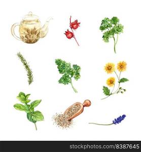 Set of various isolated watercolor herbal tea collection illustration on white background.