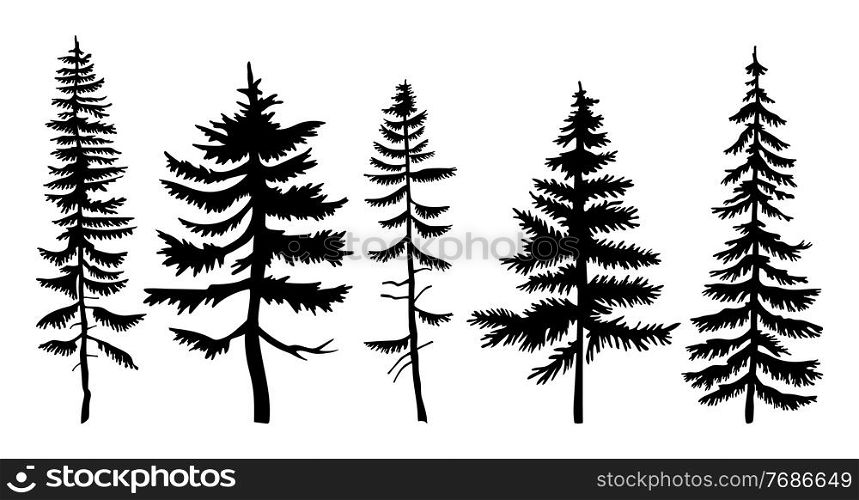 Set of vector black silhouettes firs and pines. Flat illustrations of forest trees. Winter wood. Taiga high powerful spruce. Forever green tree. Plants and trees. Flat vector isolated on white. A set of pines and spruces on a white background. Forest trees are forever green. Flat style