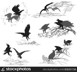 Set of vector cut out scenes of eagle silhouettes in black color on white background. Relationship of eagles