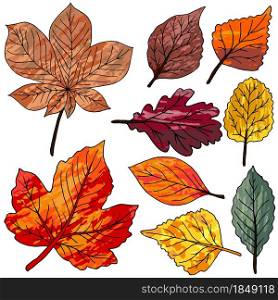 Set of vector drawings. Collection of colorful autumn leaves isolated on a white background. Leaves with watercolor texture. Set of vector drawings. Good for autumn design
