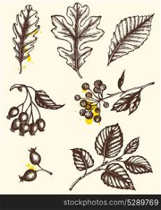 Set of vector hand drawn autumn leaves and plants in