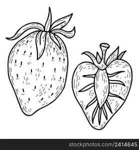 Set of vector hand drawn berry strawberry. Beautiful whole berry and cut half. Vector illustration. hand drawn line art style for design, decor and decoration
