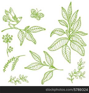 Set of vector hand drawn decorative floral elements