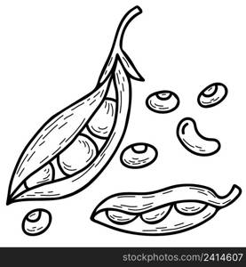 Set of vector hand drawn doodles pea plant. Beautiful vegetable pods and individual peas. Vector illustration. Linear hand drawn doodle style for design, decor and decoration, recipe and menu