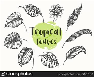 Set of vector hand drawn summer tropical floral design elements. Palm and banana leaves.. Summer tropical floral design elements.