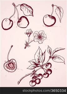 Set of vector hand drawn vintage cherry