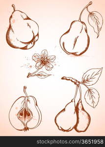 Set of vector hand drawn vintage pears