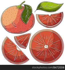 Set of vector illustrations in hand drawn style. Children&rsquo;s drawings, poster with fruits. Grapefruit, red orange. Collection of icons, signs, pins. Set of vector illustrations in hand drawn style