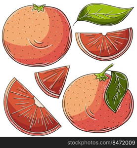 Set of vector illustrations in hand drawn style. Children&rsquo;s drawings, poster with fruits. Grapefruit, red orange. Collection of icons, signs, pins, stickers. Set of vector illustrations in hand drawn style