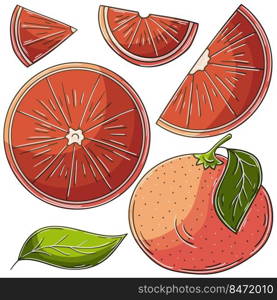 Set of vector illustrations in hand drawn style. Children&rsquo;s drawings, poster with fruits. Grapefruit, red orange. Collection of icons, pins. Set of vector illustrations in hand drawn style