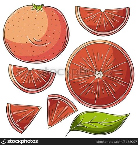 Set of vector illustrations in hand drawn style. Children’s drawings, poster with fruits. Grapefruit, red orange. Collection of icons. Set of vector illustrations in hand drawn style