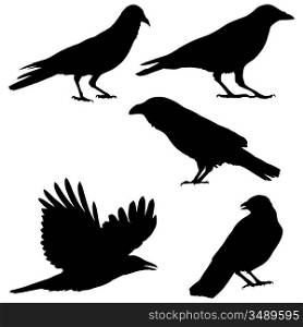 Set of vector images of crows