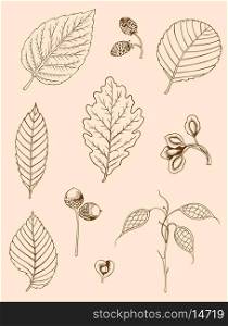 Set of vector vintage hand drawn autumn leaves