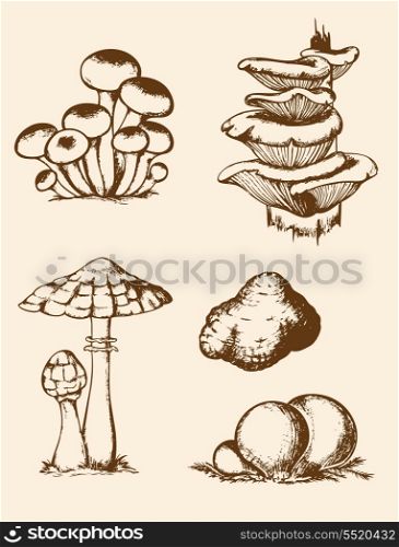Set of vector vintage hand drawn forest mushrooms
