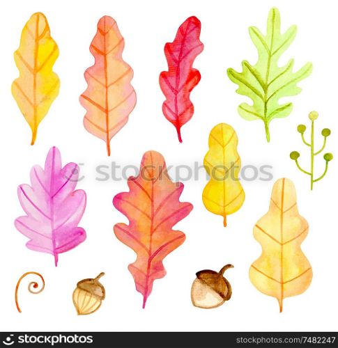 Set of vector watercolor oak leaves and acorns on a white background. Hand drawn botanical autumn design elements.
