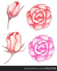 Set of vector watercolor red roses