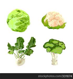 Set of vegetables cabbage, cauliflower, broccoli, kohlrabi vector illustration on a white background isolated