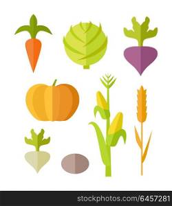 Set of vegetables vector. Flat design. Carrot, pumpkin, corn cabbage beets radishes potatoes illustrations for conceptual banners, icons, infographics. Isolated on white background.. Set of Vegetables Vector Illustration.