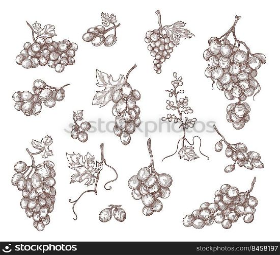 Set of vintage hand drawn grape branches vector illustration. Engraved outline fruit, plant, vine bunches with leaves. Fruit, alcohol, agriculture concept for tattoo template, advertising or design