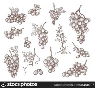 Set of vintage hand drawn grape branches vector illustration. Engraved outline fruit, plant, vine bunches with leaves. Fruit, alcohol, agriculture concept for tattoo template, advertising or design