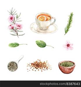 Set of watercolor and hand drawn herbal tea collection illustration on white background.