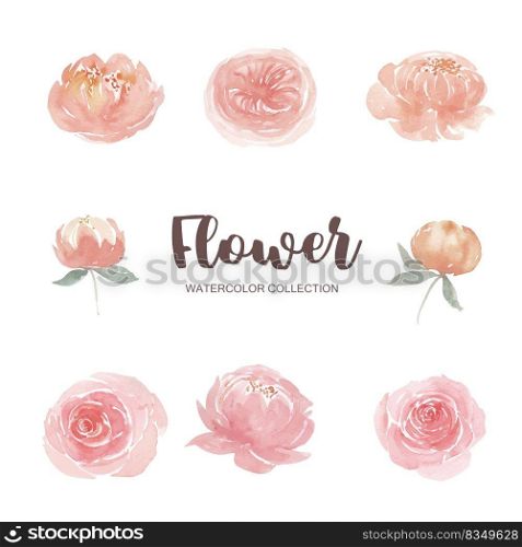 Set of watercolor climbing rose and peony, illustration of elements isolated white background.