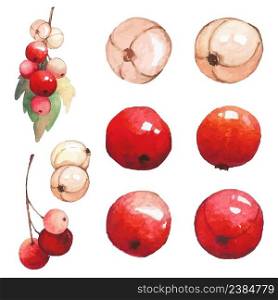 Set of watercolor cranberry for design. Vector illustration.