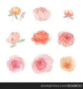 Set of watercolor peony and rose, illustration of elements isolated white background.