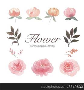 Set of watercolor peony, rose, flower bud, illustration of elements isolated white background.