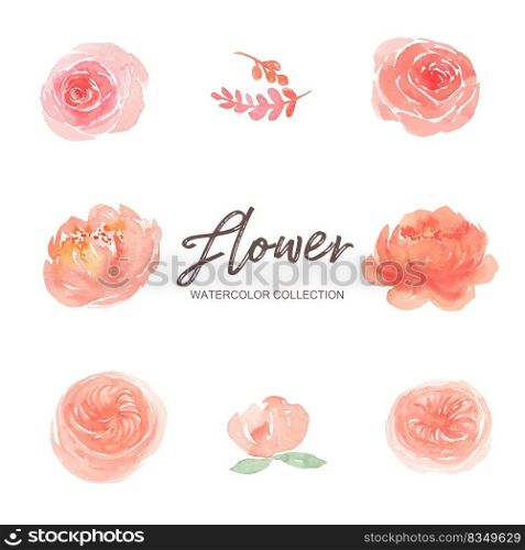Set of watercolor pink peony and climbing rose paint illustration of elements on white background.