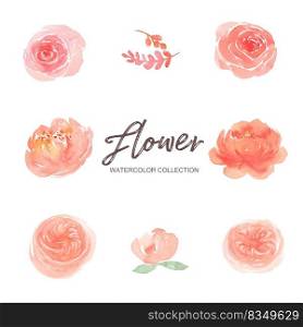 Set of watercolor pink peony and climbing rose paint illustration of elements on white background.